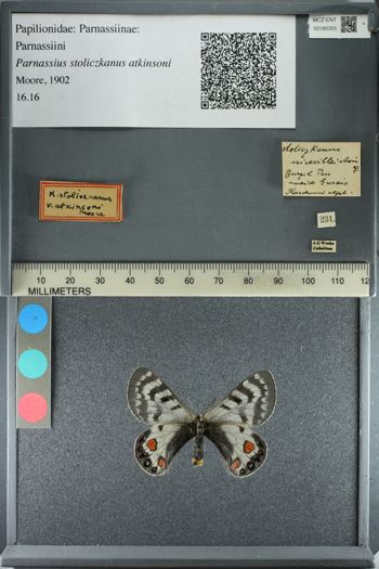 Media type: image;   Entomology 180355